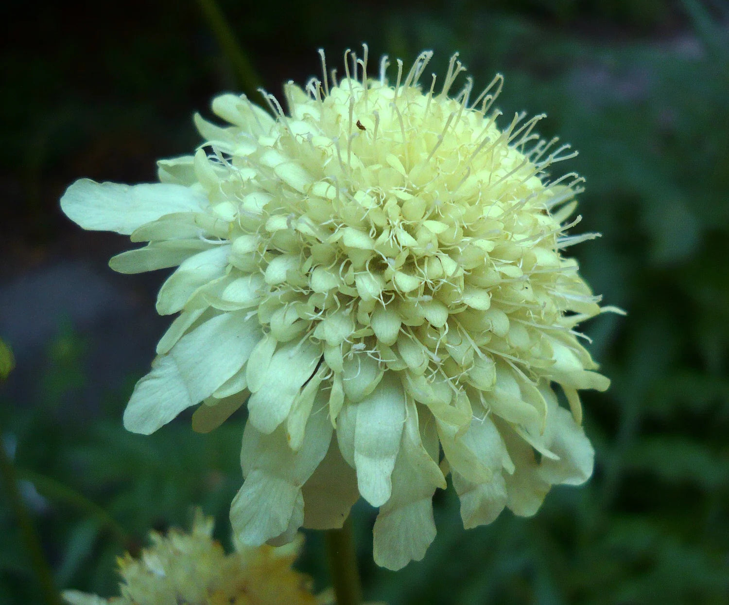 Cephalaria Gigantea Blumensamen zur Aussaat – leuchtend – Traditionssorte & ohne Gentechnik Samen Hausgarten
