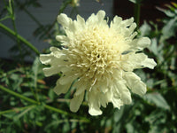 Cephalaria Gigantea Blumensamen zur Aussaat – leuchtend – Traditionssorte & ohne Gentechnik Samen Hausgarten