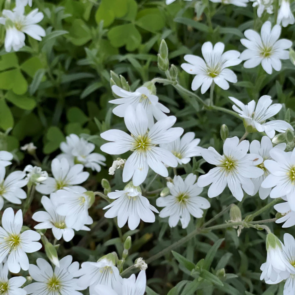 Silver Carpet Blumensamen zur Aussaat Landhaus Garten wichtig Traditionssorte & ohne Gentechnik Samen Hausgarten