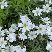 Silver Carpet Blumensamen zur Aussaat Landhaus Garten wichtig Traditionssorte & ohne Gentechnik Samen Hausgarten
