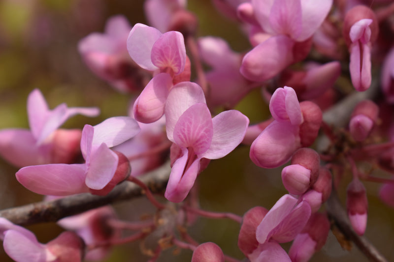 Traditionssorte Cercis Siliquastrum Blumensamen zur Aussaat Anzucht Traditionssorte & ohne Gentechnik Samen Hausgarten