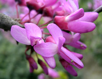 Rosa Cercis Siliquastrum Blumensamen zur Aussaat leuchtend Blüten Traditionssorte & ohne Gentechnik Samen Hausgarten
