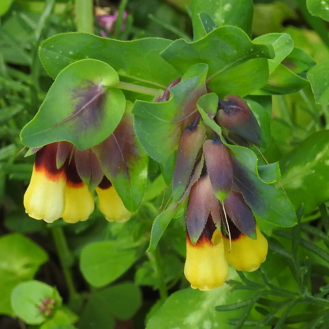 Non gmo gelb cerinthe samen