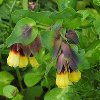 Non gmo gelb cerinthe samen