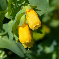 Gelb cerinthe blume samen for anpflanzung