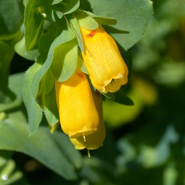Gelb cerinthe blume samen for anpflanzung