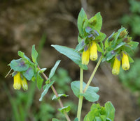 Gelb cerinthe flowering samen for gardens