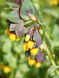 Gelb Cerinthe Blumensamen zur Aussaat – ideal Rabatten – Traditionssorte & ohne Gentechnik Samen Hausgarten