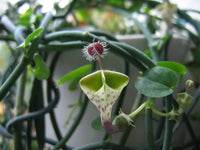 Ceropegia Blumensamen zur Aussaat – Anzucht – Traditionssorte & ohne Gentechnik Samen Hausgarten