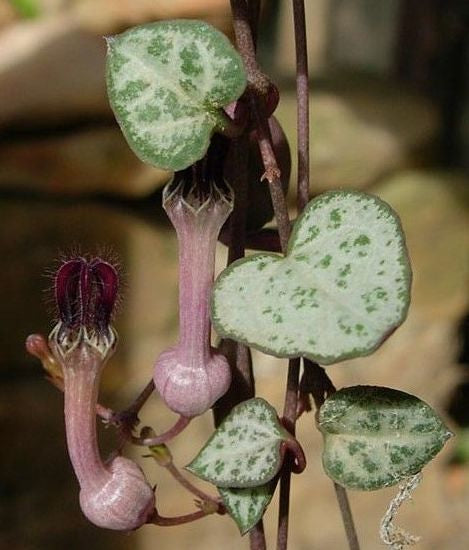 Ceropegia Blumensamen zur Aussaat – Anzucht – Traditionssorte & ohne Gentechnik Samen Hausgarten