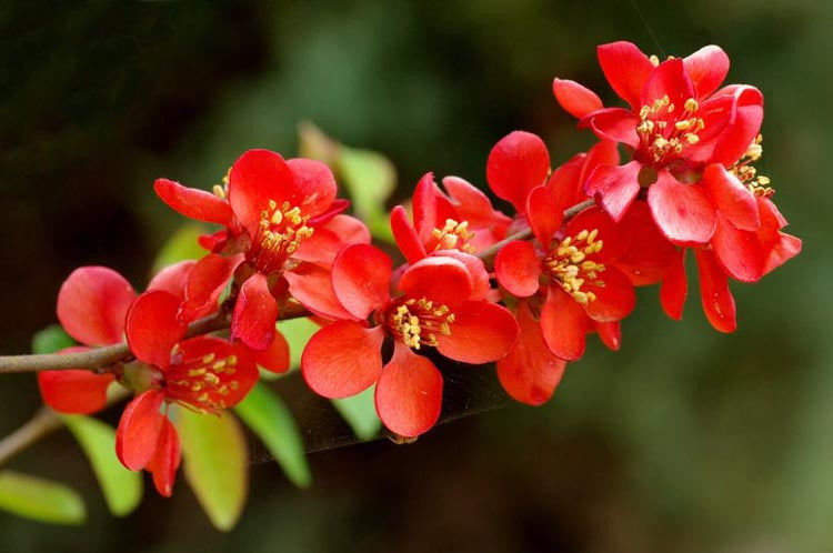 Rot Chaenomeles Blumensamen zur Aussaat – ideal Rabatten – Traditionssorte & ohne Gentechnik Samen Hausgarten