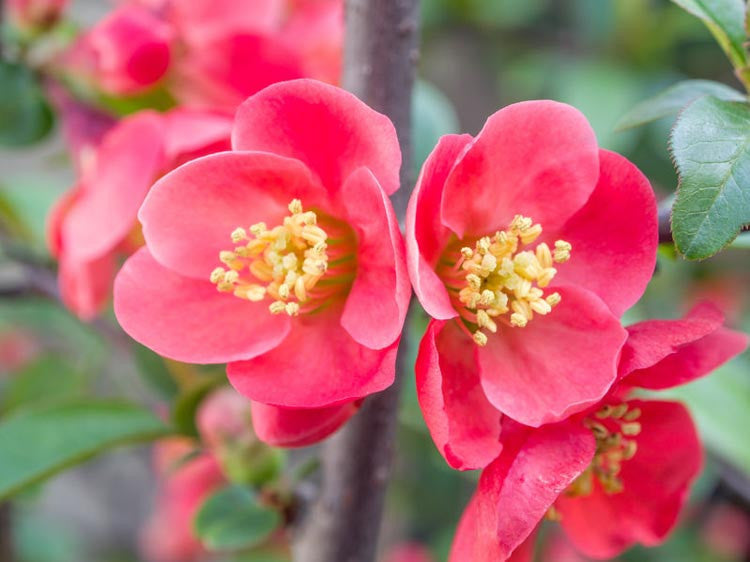 Rosa Chaenomeles Blumensamen zur Aussaat – lang Blüte Saison – Traditionssorte & ohne Gentechnik Samen Hausgarten