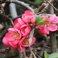 Rosa Chaenomeles Blumensamen zur Aussaat – lang Blüte Saison – Traditionssorte & ohne Gentechnik Samen Hausgarten