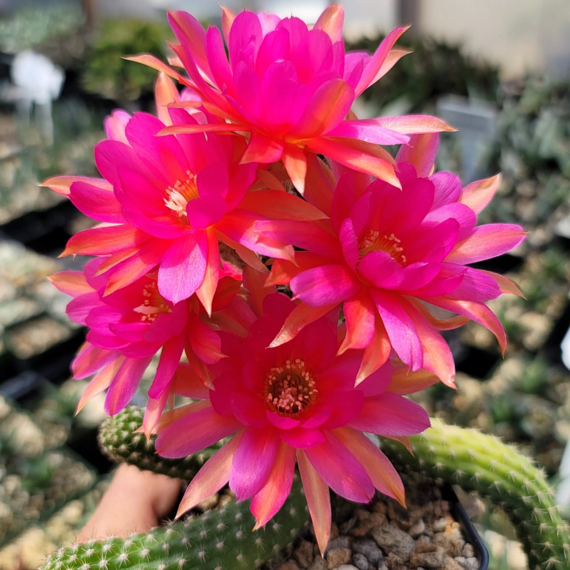 Rosa Echinopsis Tubiflora Blumensamen zur Aussaat kompakt Wuchs Traditionssorte & ohne Gentechnik Samen Hausgarten