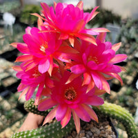 Rosa Echinopsis Tubiflora Blumensamen zur Aussaat kompakt Wuchs Traditionssorte & ohne Gentechnik Samen Hausgarten