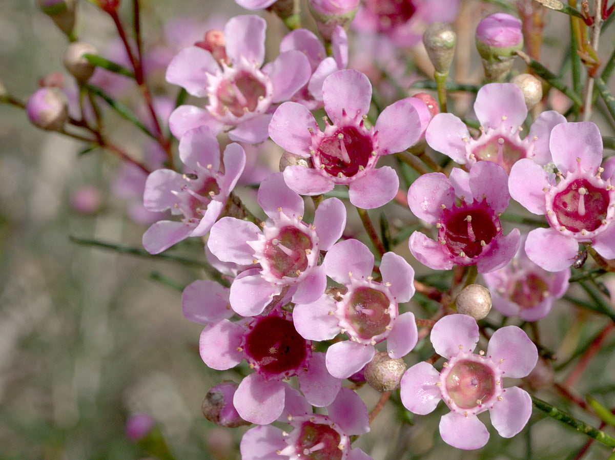 Geraldton Wax Blumensamen zur Aussaat – Drought verträglich – Traditionssorte & ohne Gentechnik Samen Hausgarten