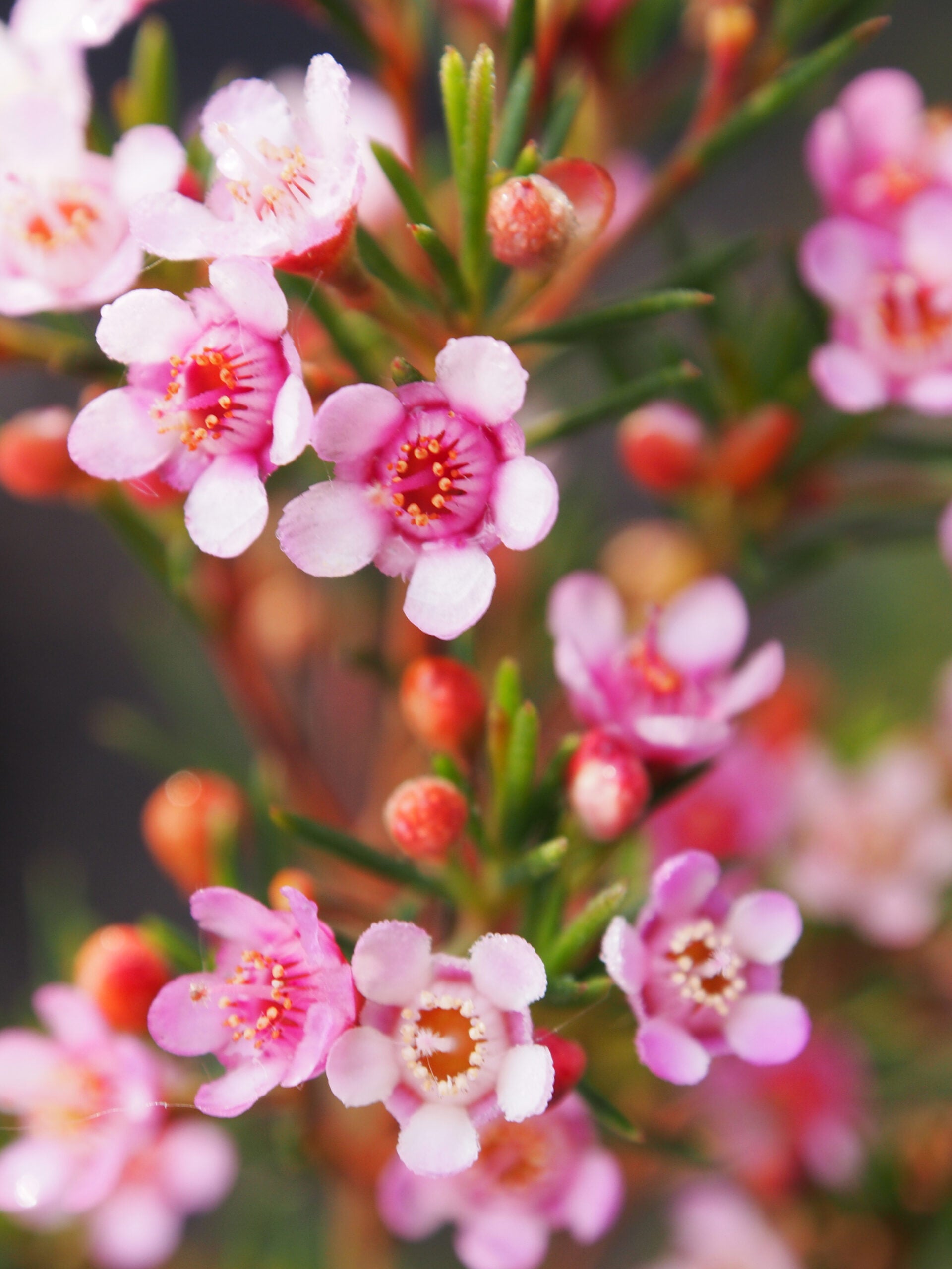 Geraldton’s Blumensamen zur Aussaat saisonal Dauerblüher Traditionssorte & ohne Gentechnik Samen Hausgarten