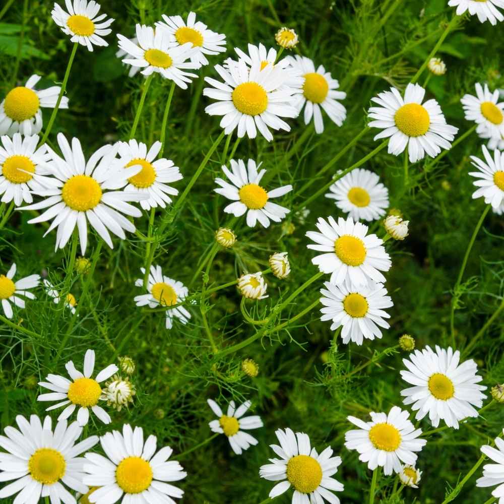 Weiß German duftend Blumensamen zur Aussaat – saisonal Dauerblüher – Traditionssorte & ohne Gentechnik Samen Hausgarten