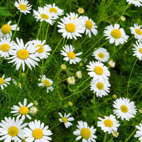 Weiß German duftend Blumensamen zur Aussaat – saisonal Dauerblüher – Traditionssorte & ohne Gentechnik Samen Hausgarten