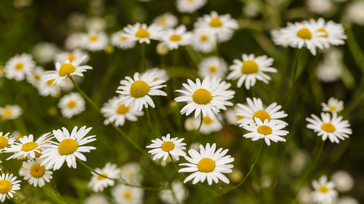 Chamomile Samen zur Aussaat – zur eigenen Anzucht von Chamomile Blumen