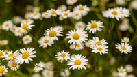 Chamomile Samen zur Aussaat – zur eigenen Anzucht von Chamomile Blumen