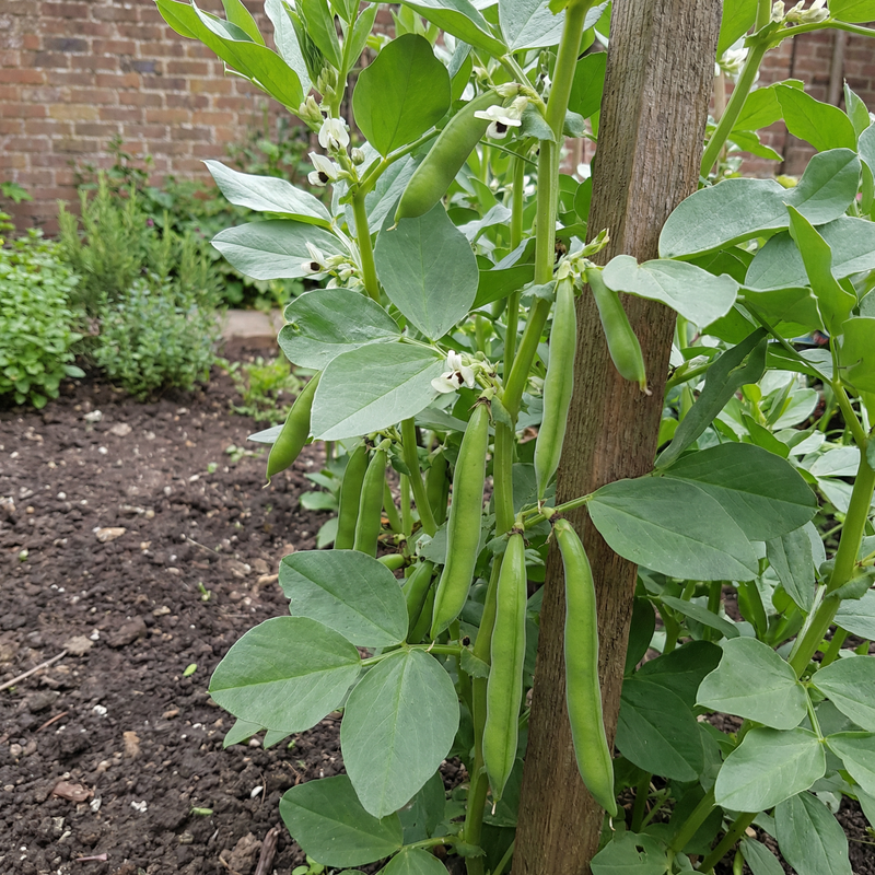 Semi di fava Chappan