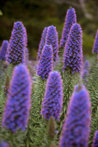 Lila Madeira Blumensamen zur Aussaat – leuchtend Blüten