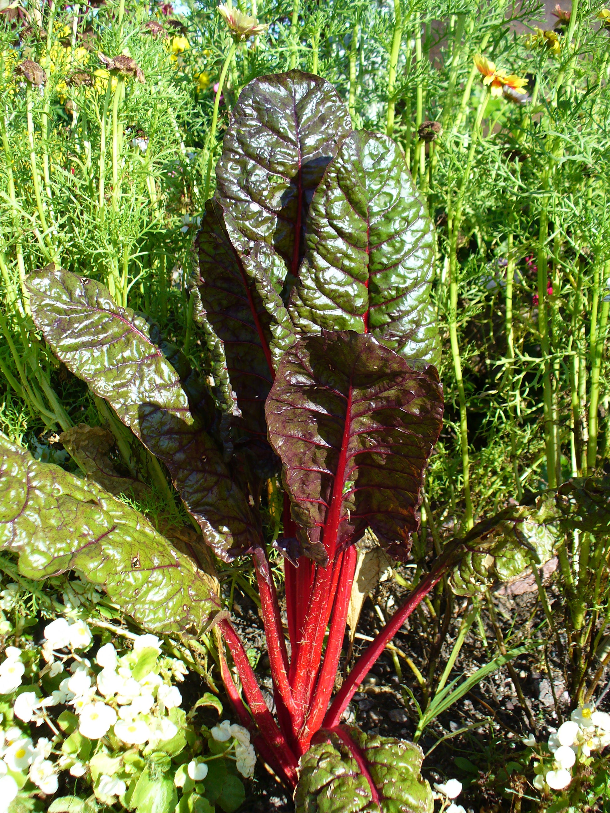 Pink Green Swiss Chard (Mangold) Gemüsesamen for Garden Planting