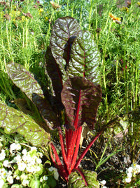 Pink Green Swiss Chard (Mangold) Gemüsesamen for Garden Planting