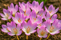 Lila Colchicum Blumensamen zur Aussaat ideal Rabatten Traditionssorte & ohne Gentechnik Samen Hausgarten