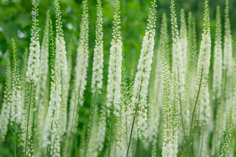 Cimicifuga Racemosa Blumensamen zur Aussaat robust Sorte Traditionssorte & ohne Gentechnik Samen Hausgarten