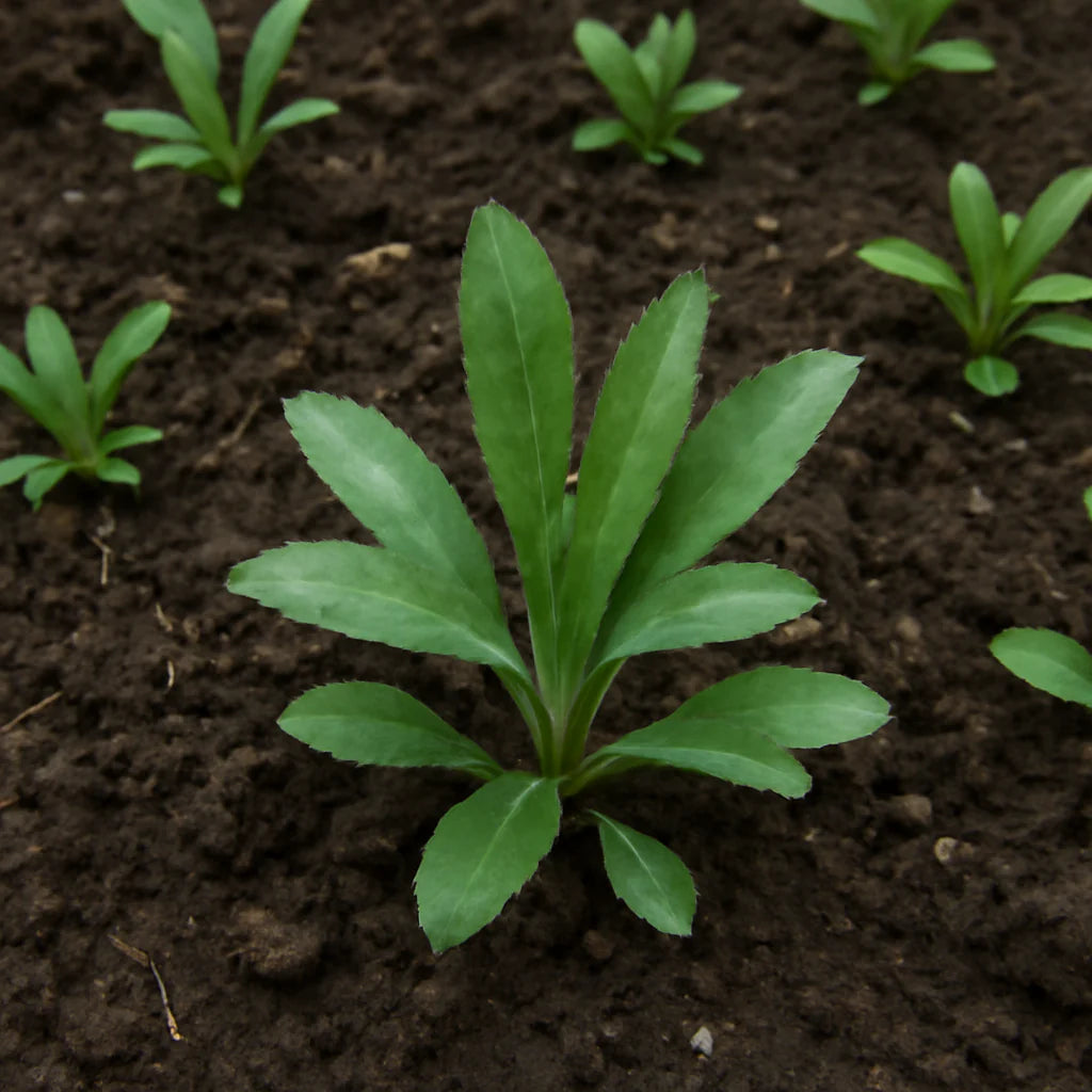 Costmary Blumensamen zur Aussaat – Drought verträglich – Traditionssorte & ohne Gentechnik Samen Hausgarten