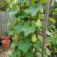 Chayote Samen Sechium edule