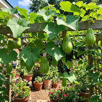 Chayote Samen Sechium edule