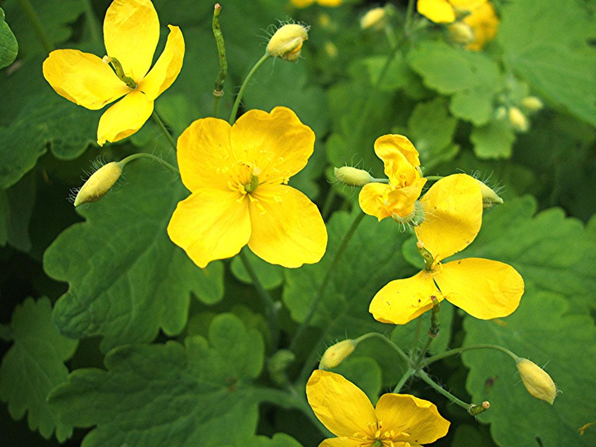 Non gmo chelidonium majus gelb samen