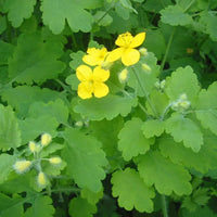 Perennial gelb chelidonium samen for gardens