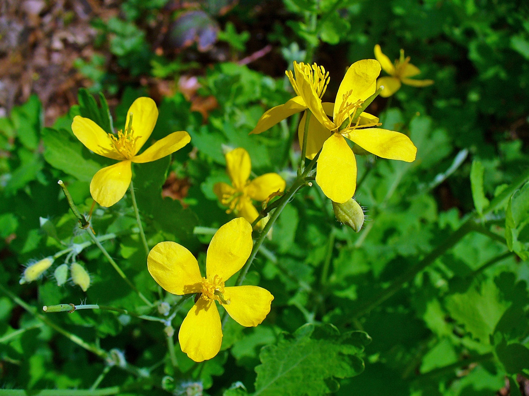Chelidonium Celandine Blumensamen zur Aussaat – Bestäuber freundlich – Traditionssorte & ohne Gentechnik Samen Hausgarten
