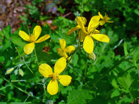 Chelidonium Celandine Blumensamen zur Aussaat – Bestäuber freundlich – Traditionssorte & ohne Gentechnik Samen Hausgarten
