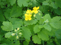 Chelidonium Majus Blumensamen zur Aussaat duftend Blüten Traditionssorte & ohne Gentechnik Samen Hausgarten