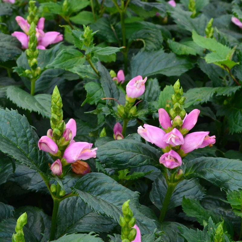 Weiß Turtlehead Blumensamen lang-Lasting robust Aussaat Samen Lovely Outdoor Schauanlagen