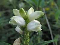 Chelone Glabra Blumensamen zur Aussaat Landhaus Garten wichtig Traditionssorte & ohne Gentechnik Samen Hausgarten