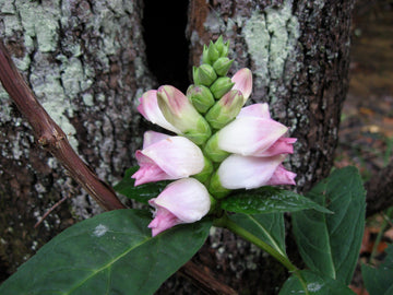 Chelone Glabra Blumensamen zur Aussaat Landhaus Garten wichtig Traditionssorte & ohne Gentechnik Samen Hausgarten