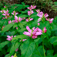 Weiß Turtlehead Blumensamen lang-Lasting robust Aussaat Samen Lovely Outdoor Schauanlagen