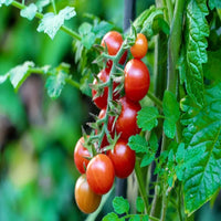 Pink and Gelb Tomate Samen zum Pflanzen - Gemüsesamen