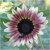 Sonnenblume Blume Samen zur Aussaat Rosa