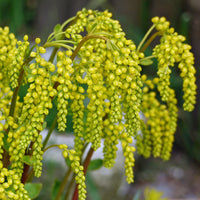 Gelb Chiastophyllum Blumensamen zur Aussaat – Landhaus Garten wichtig – Traditionssorte & ohne Gentechnik Samen Hausgarten