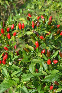 Pequin Gemüse Planting Samen