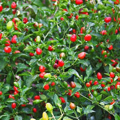 Graines de piment Pequin à planter