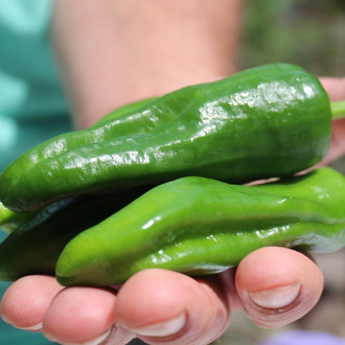 Green Padron Gemüse Samen zum Pflanzen