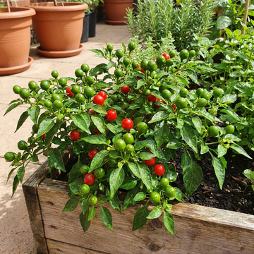 Chili Samen Shaji rund – Scharfe Paprika-Sorte für den Gemüsegarten